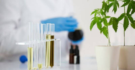  phytocannabinoids