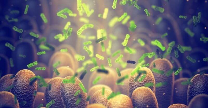 CBD Bioavailability